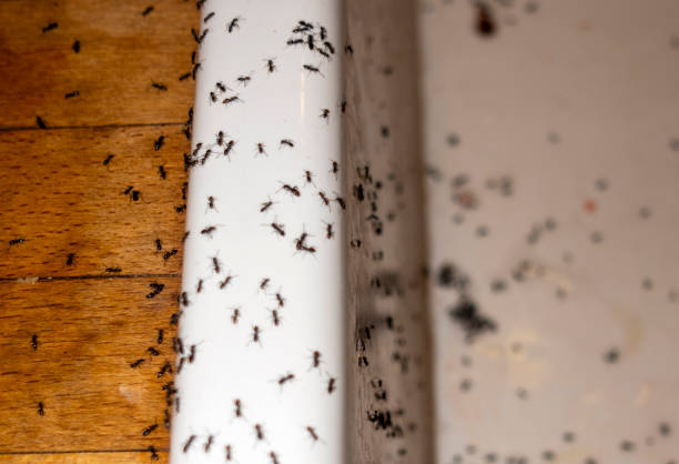 Best Pest Control for Businesses  in West Orange, TX