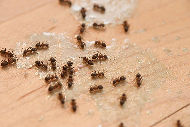 Best Wasp Removal Services  in West Orange, TX
