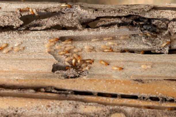  West Orange, TX Pest Control Pros