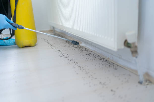 Best Termite Control Services  in West Orange, TX